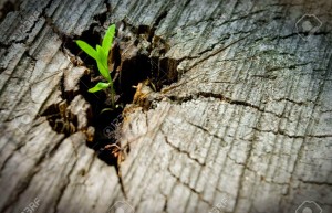 6180698-young-sprout-on-an-old-tree-new-tree-stump